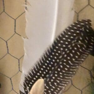 Buckshot Feather Hat Clip